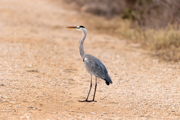 Grey Heron on a pond in an early autumn morning near Zikhron Ya'akov, Israel. 