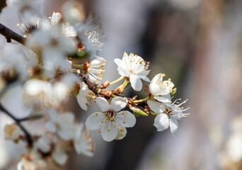 White couple on a tree branch. Spring atmosphere.