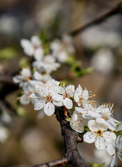 Flowers on the trees in the white garden. Cherries and apricots bloom.
