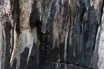 Burnt wood texture. Charcoal texture. Burnt wood pattern.