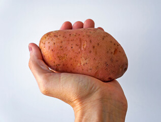 Asterix potato or pink potato on hand 