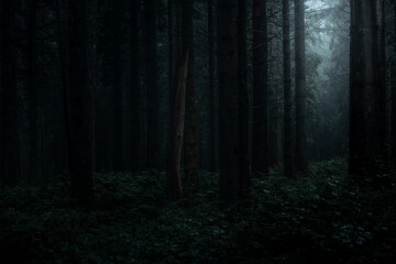 Dark Misty Woodland - North Somerset Uk