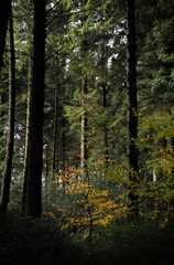 Lone Autumn Bloom in Pine Woodland - UK, Mendips