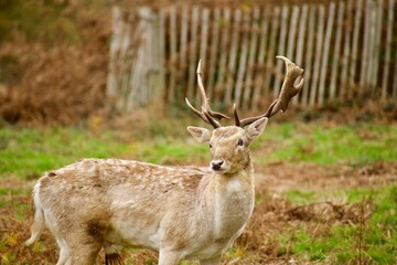 Close up view of white deer looking at right