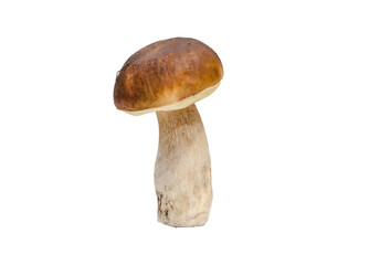 edible white mushroom, isolated on white background