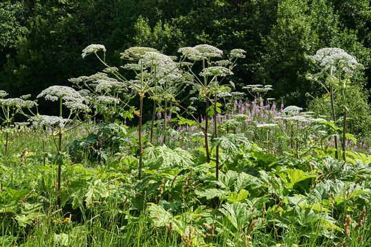 poisonous invasive weed Sosnovsky hogweed in the meadow