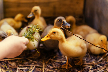 Yellow ducklings eating grass from kids hand on the farm.