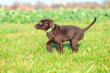 Junger brauner Labrador Welpe läuft auf einer Wiese