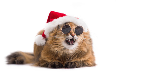 Christmas cat in red Santa Claus hat wearing sunglasses. Emotional cat.