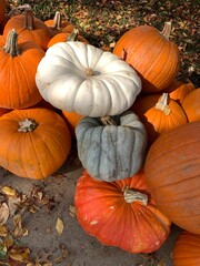White and orange pumpkins