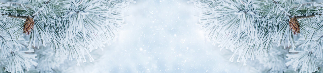 Nature Winter background with pine tree branches.