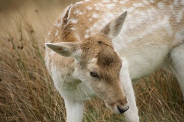 close picture of a baby deer in the grass looking down