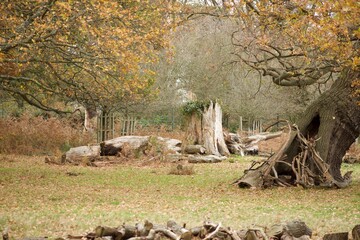 Green leaves grown from dead tree trunk