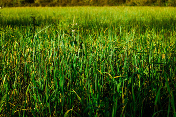 Field of green grass on sunny day.