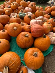 pumpkins
