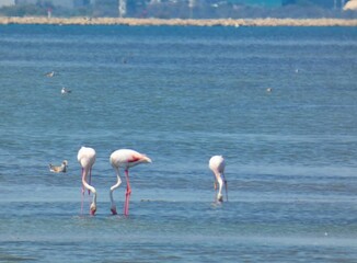 Three magnificent greater flamingos and other various birds in their natural environment in the Camargue regional natural park in Provence