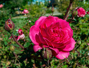pink rose bush with buds