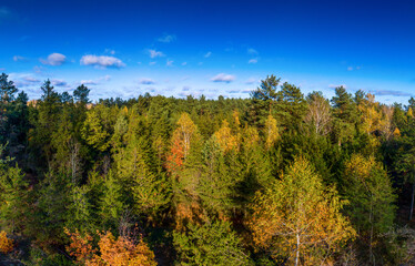 Fototapeta premium Autumn forest from above..