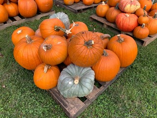 pumpkin sale
