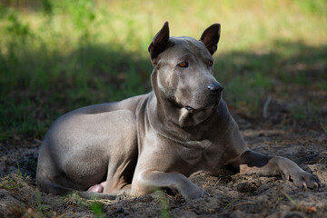 Thai Ridgeback on a yacht.