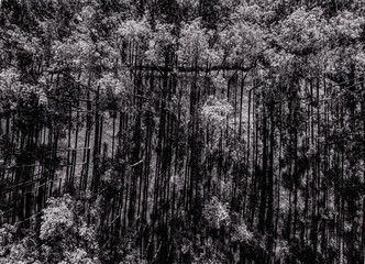 Autumn forest from above..