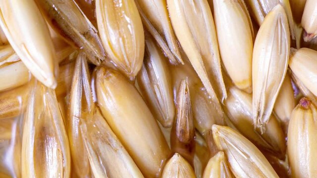 Sprouting oat grains, healthy eating concept, starting life, time lapse, macro video