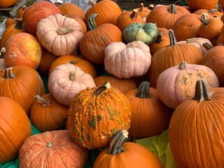 pink and orange pumpkins
