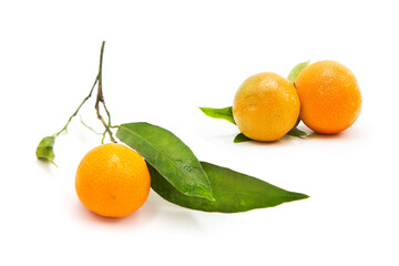 Ripe fresh tangerines on a branch with leaves covered with dew drops isolated on white background
