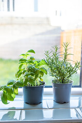 indoors home garden of basil and rosemary in pots on a window sill, growing plants at home - 395140736