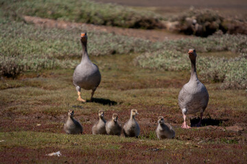 A family of goslings on the banks of the River Orwell near Ipswich, Suffolk, UK