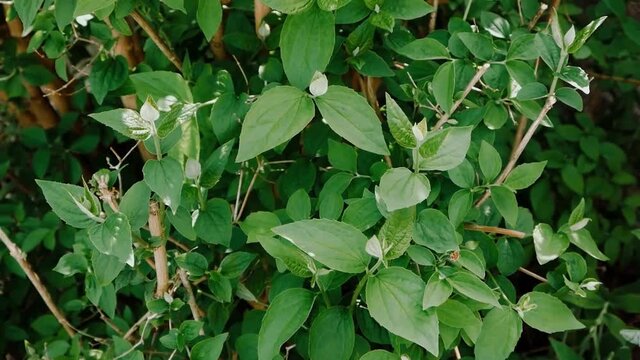 green leaves in the garden plant green leaf nature leaves garden tree spring fresh ivy flora foliage summer bush plants natural texture growth herb food color grass pattern botany
