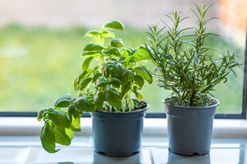 indoors home garden of basil and rosemary in pots on a window sill, growing plants at home - 395141117