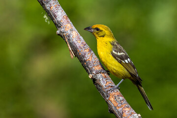 Female western tanager sitting on a branch
