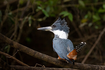 Belted kingfisher siting on a branch in the sun