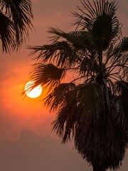 sol atardecer detrás de una palmera