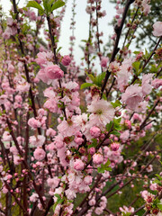 Obraz premium pink cherry blossoms