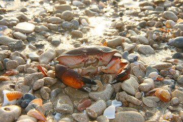 crab on the sea beach