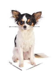 Chihuahua sitting with dentist's tools