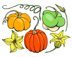 Hand drawing Pumpkin Set. Doodle pumpkins.Vector hand drawn picture of pumpkin in cartoon style. Vector cafe template with hand-drawn graphic.