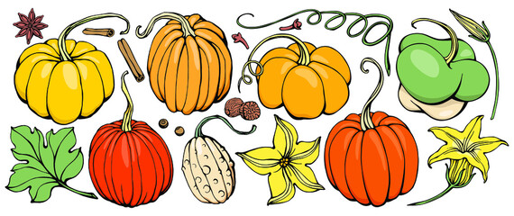 Hand drawing Pumpkin Set. Doodle pumpkins.Vector hand drawn picture of pumpkin in cartoon style. Vector cafe template with hand-drawn graphic.