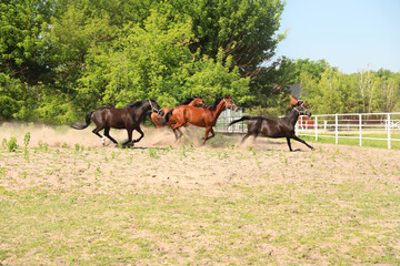 Fototapeta na wymiar Bay horses in paddock on sunny day. Beautiful pets