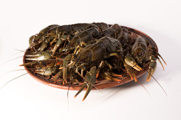 Crayfish live on a dish isolated on a white background. Fresh seafood snack.