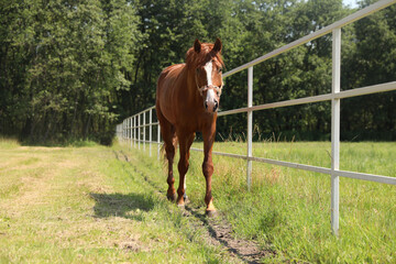 Chestnut horse in paddock on sunny day. Beautiful pet