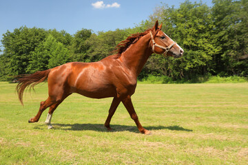 Naklejka na ściany i meble Chestnut horse outdoors on sunny day. Beautiful pet