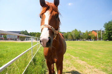 Chestnut horse in paddock on sunny day. Beautiful pet