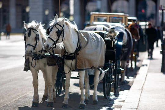 Horce carriage for tourists in the city centre of Vienna, Austria