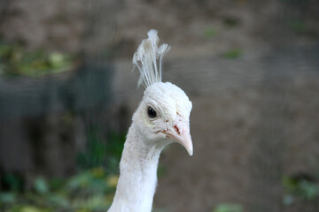 white peacock zoo safari park head of animal bird portrait Odessa