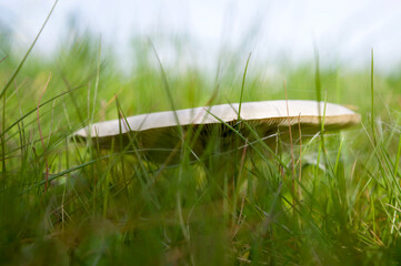 una seta en el campo