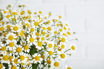 Beautiful chamomile flowers on white background, closeup