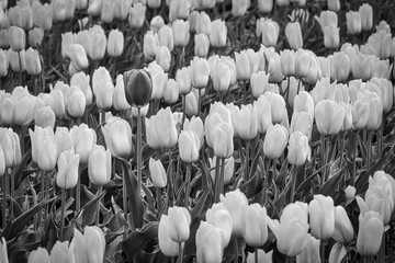 2020-11-24 BLACK AND WHITE PHOTO OF MULTIPLE YELLOW TULIPS AND ONE RED ONE WITH THE FOREGROUND AND BACKGROUND BLURRY.